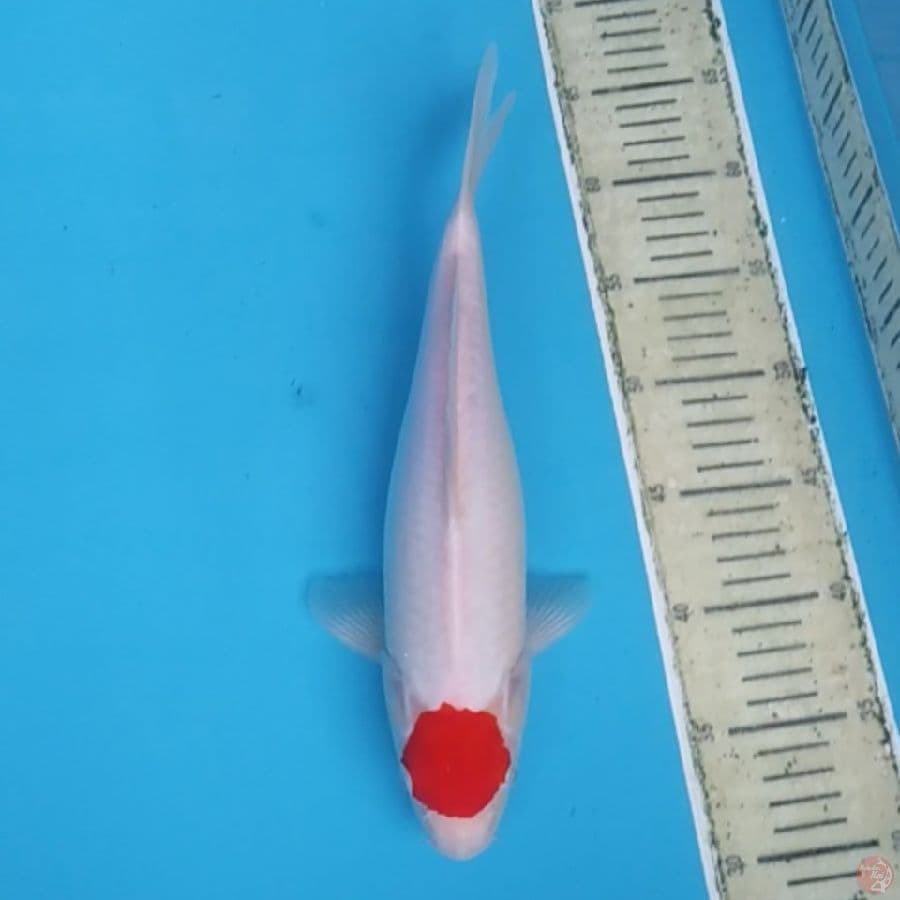Tancho Kohaku Original ~33