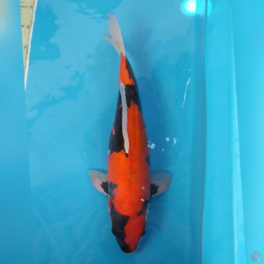 Hi Showa Doit Jumbo ~50