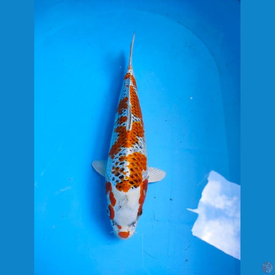 kojaku 33cm