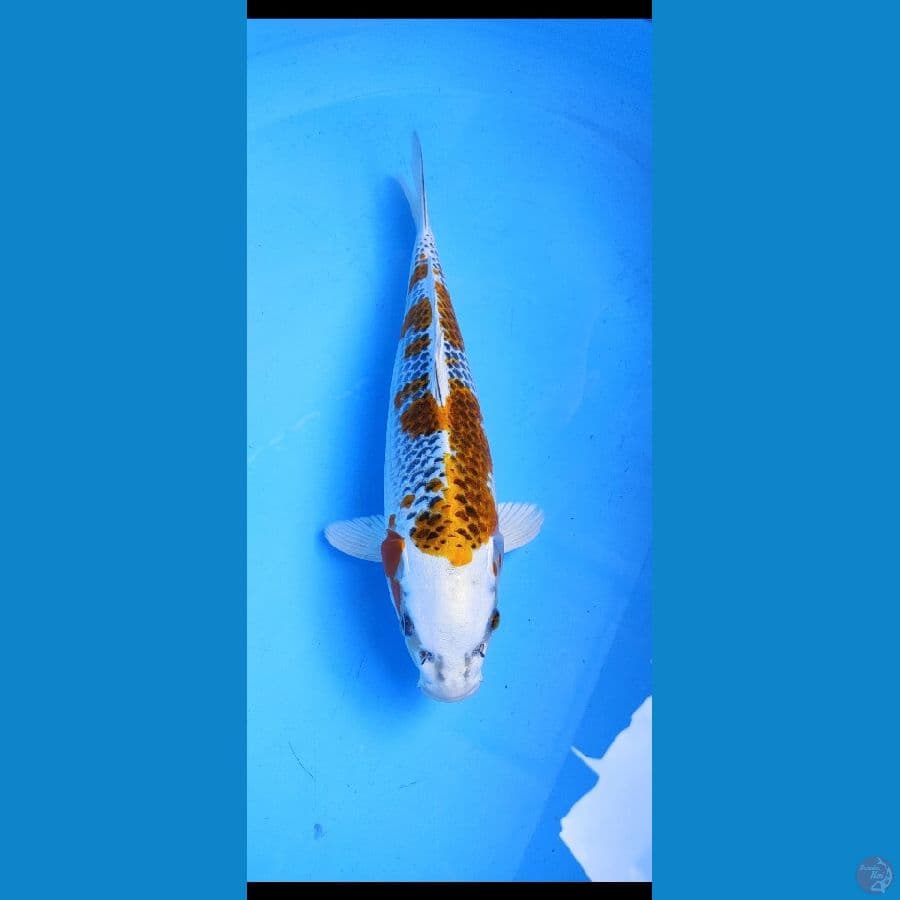 kaojak u 35cm