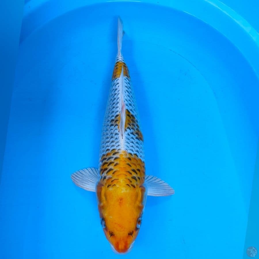 KOJAKU F1 45bu