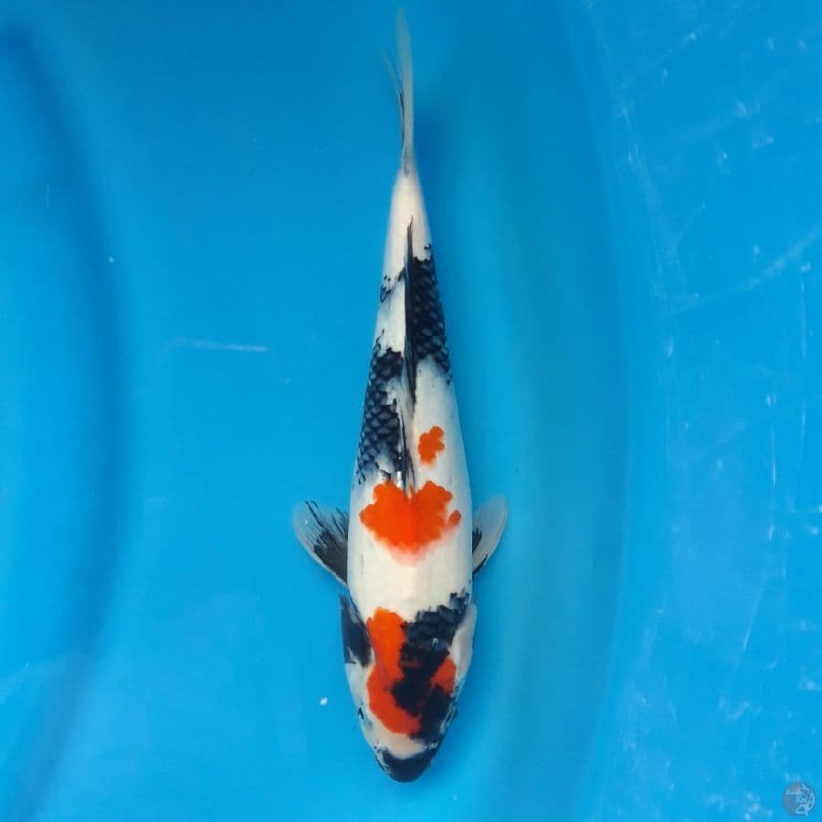 Maruten Showa 28cm