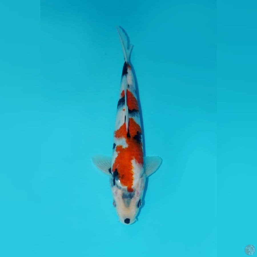 KINDAI SHOWA, 24 CM