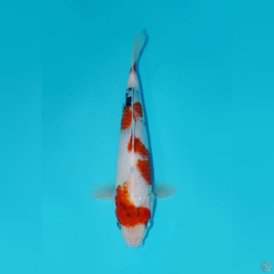 SANDAN SHOWA, 24 CM 