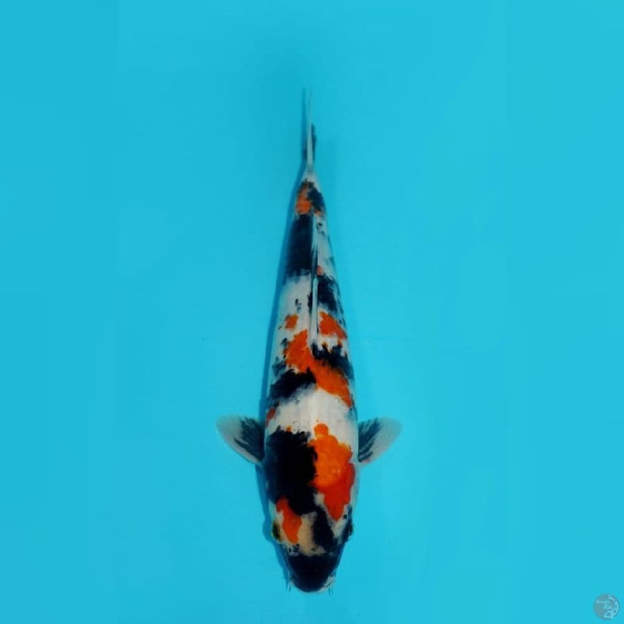 KINDAI SHOWA, 28 CM
