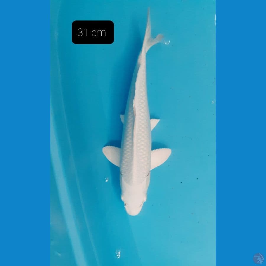 Platinum 31 cm 