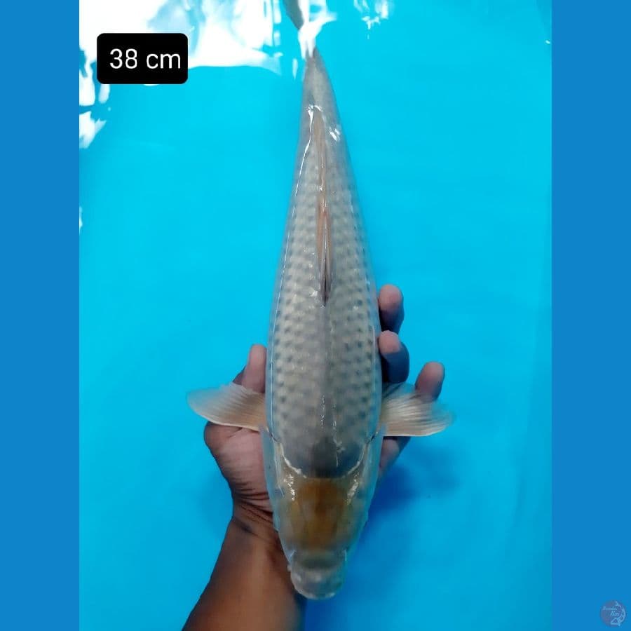 Badak 1 38 cm
