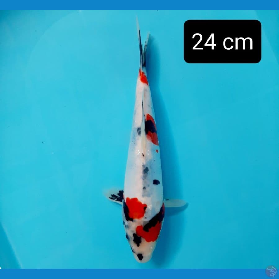 Doitsu pumada kf 24 cm