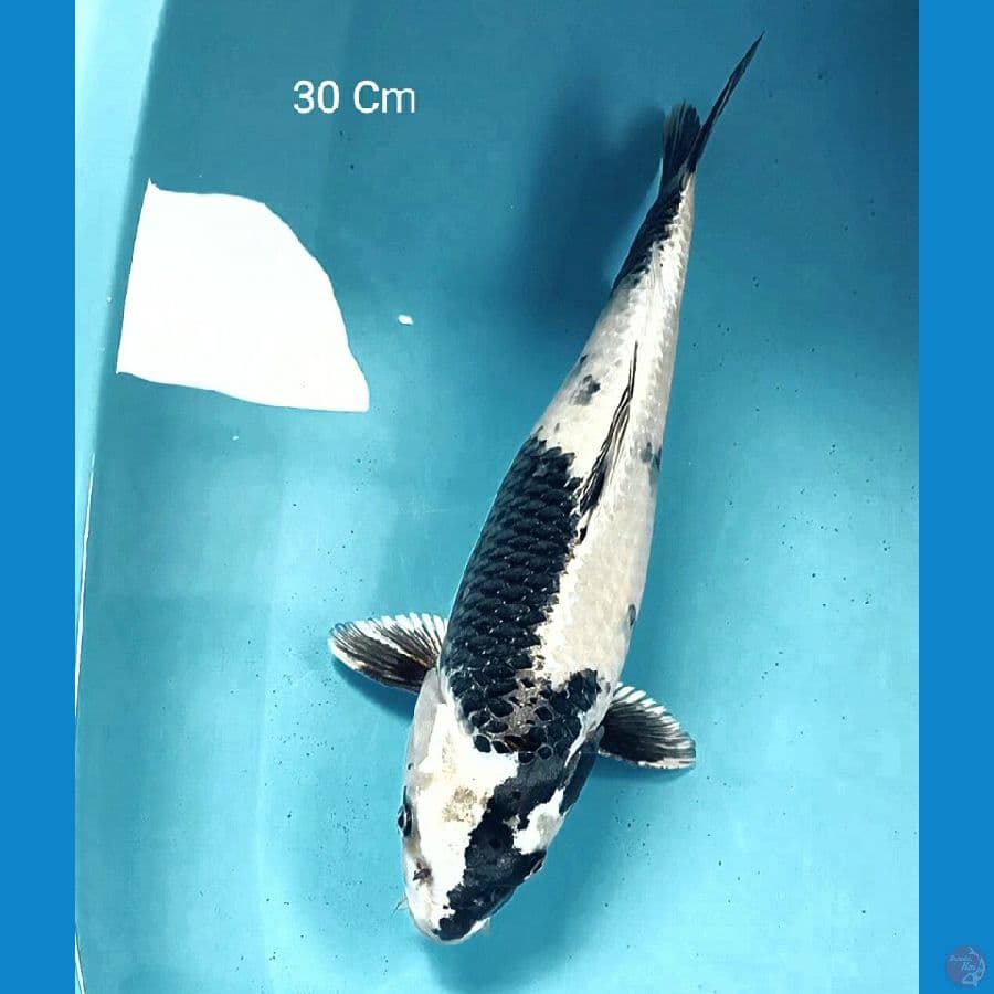 Gin Shiro 30 Cm
