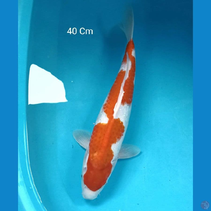 Kohaku Inazuma 40 Cm