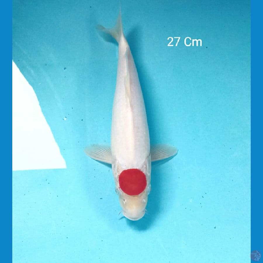 Tancho Kohaku 27 Cm