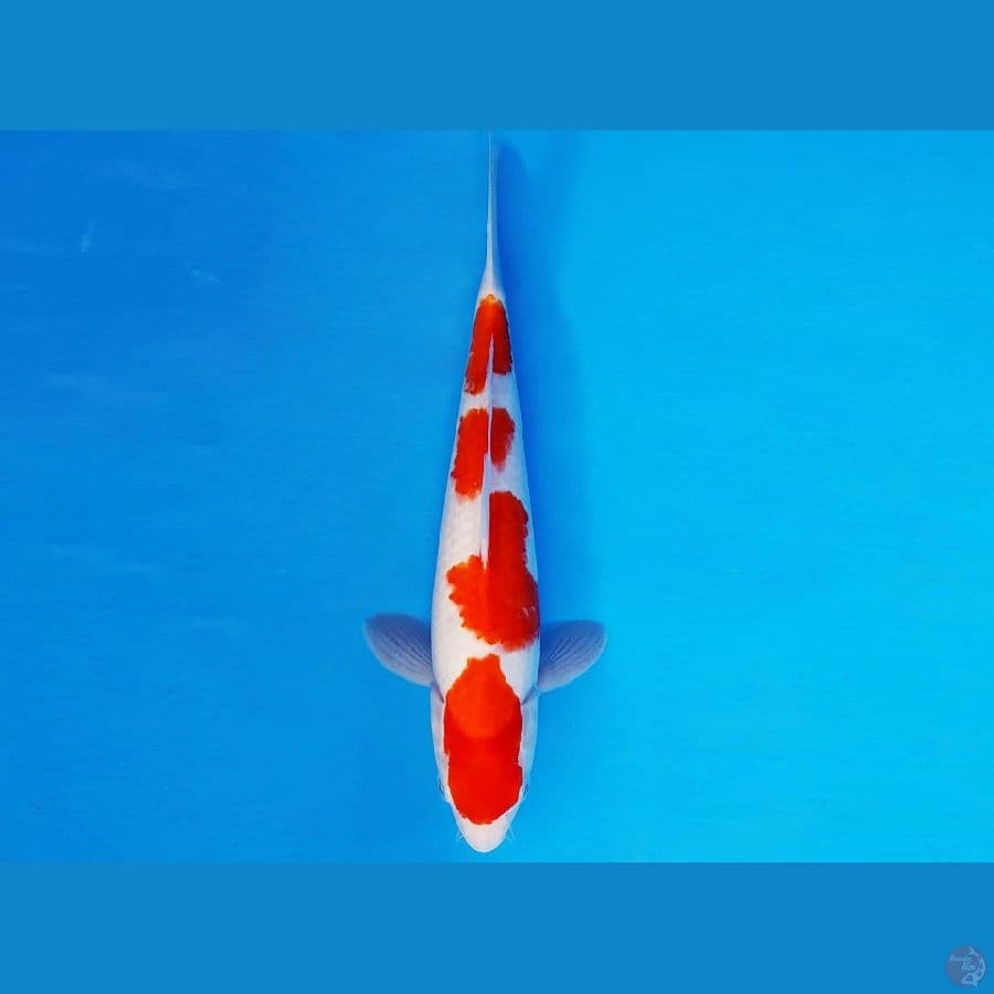DOJO 5 - KOHAKU 30 cm/male ®