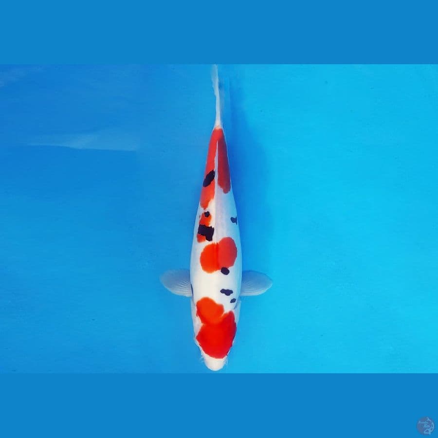 DOJO 6 - SANKE DOITSU 34 cm/fm ®