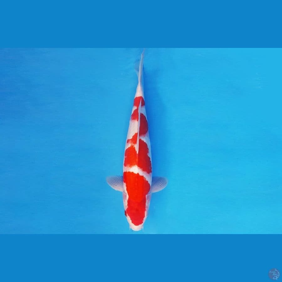 DOJO 7 - KOHAKU 32 cm/male ®