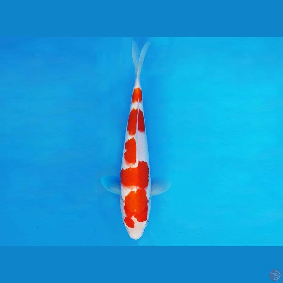 DOJO 14 - KOHAKU 29 cm/fm ®