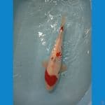 SHOWA JANTAN 44 CM