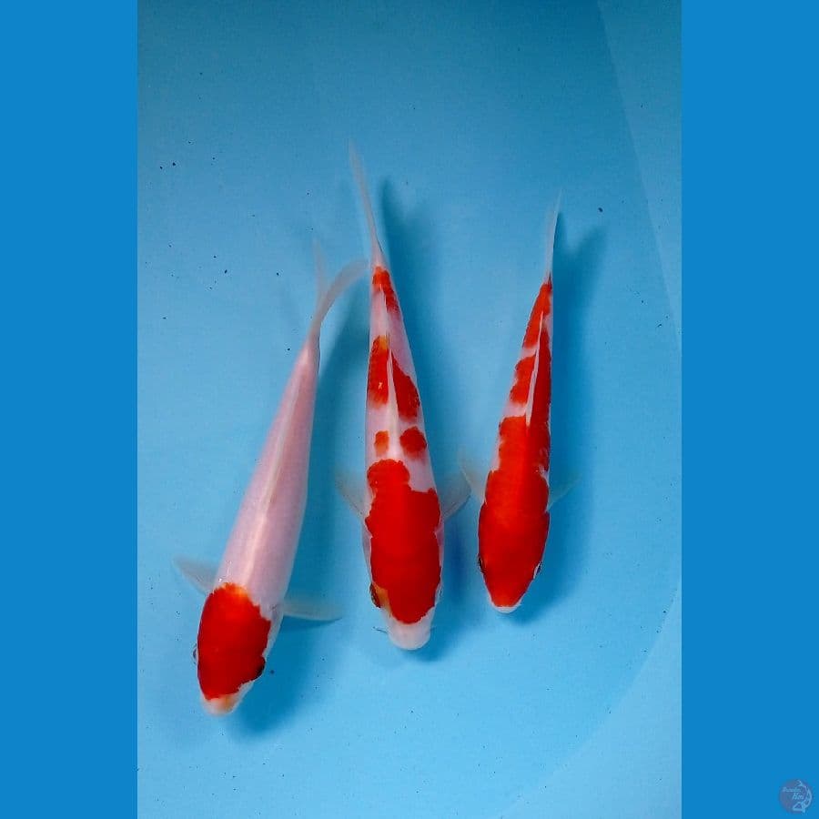 paket kohaku 18-21cm