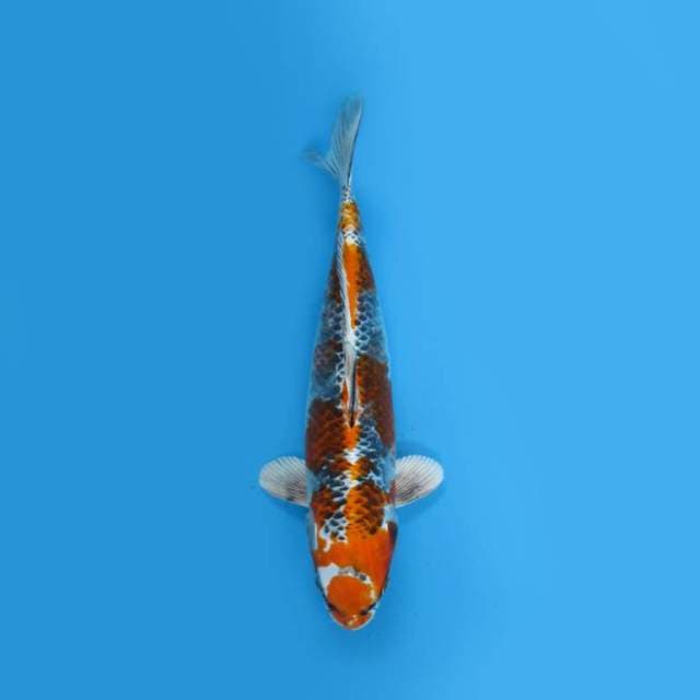 YOTSU_KUJAKU 30 CM