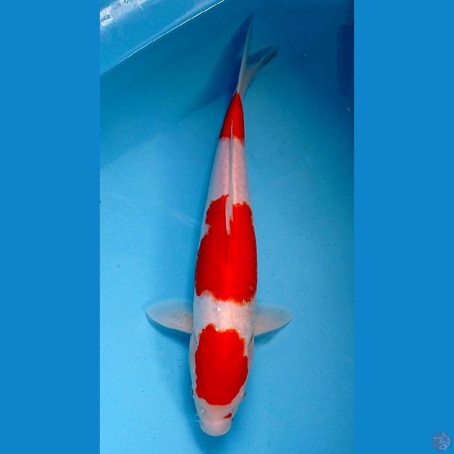 kohaku 32cm