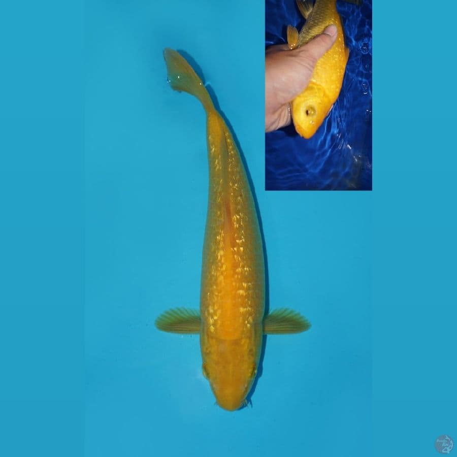 KARASHI GINRIN BERPUNUK, 28 CM