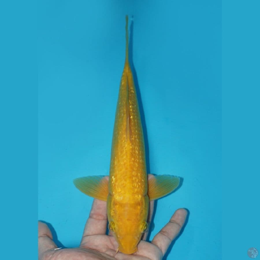 KARASHI GINRIN, 28 CM
