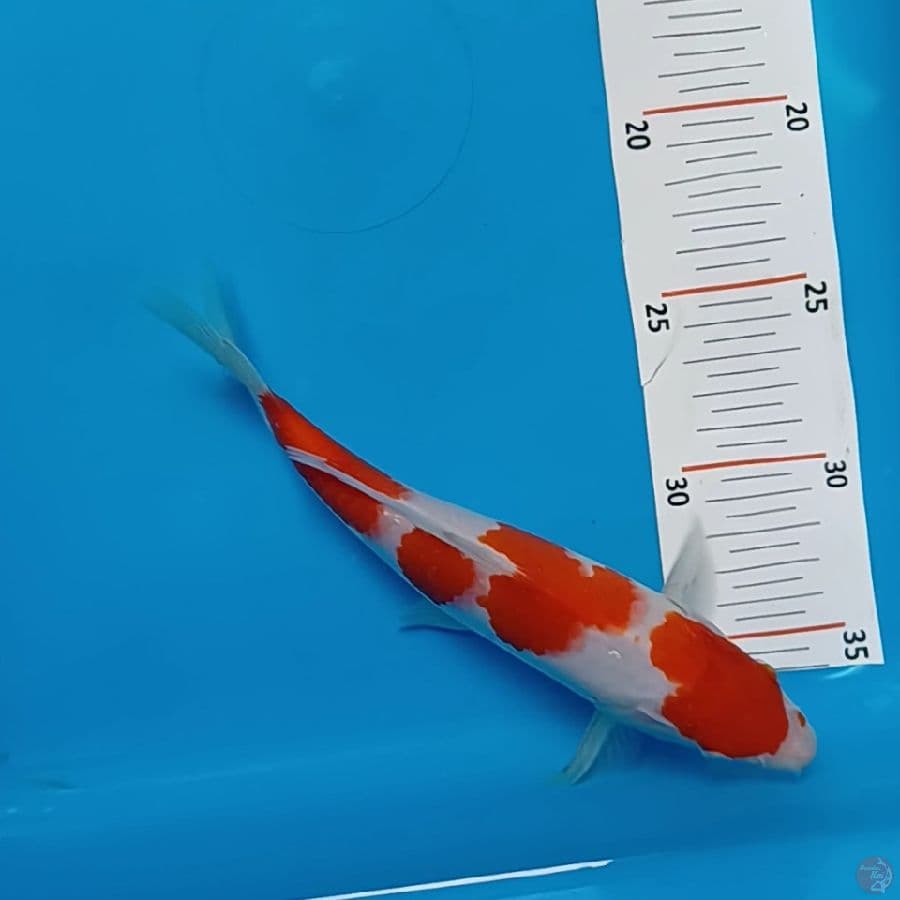 kohaku ori 25 cm