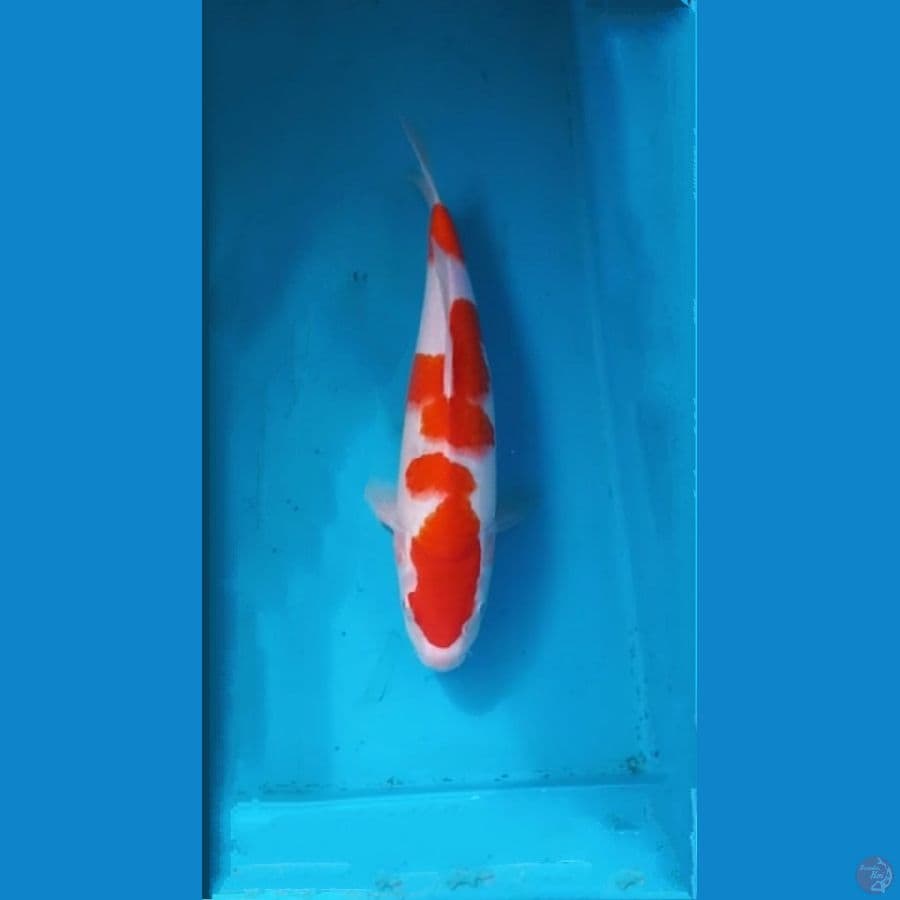 Kohaku 33 cm