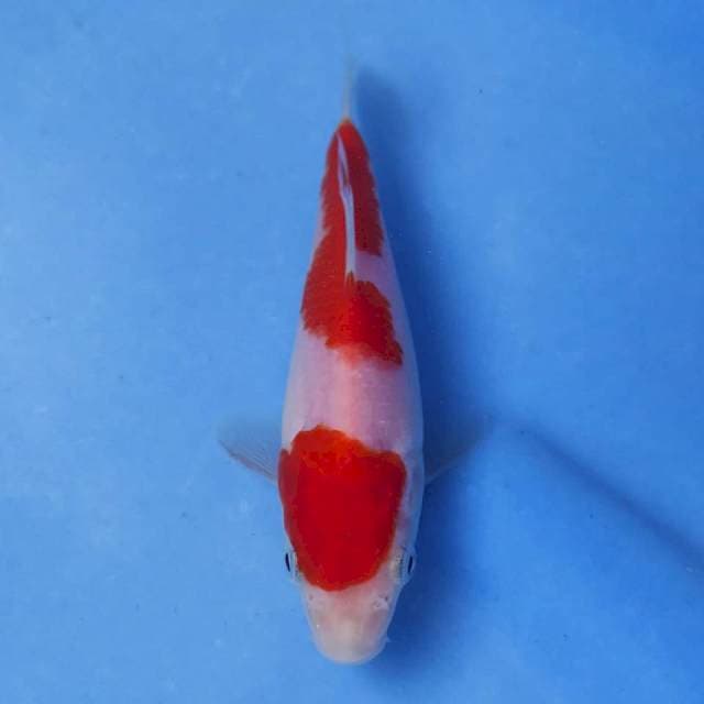 Genjiro Kohaku