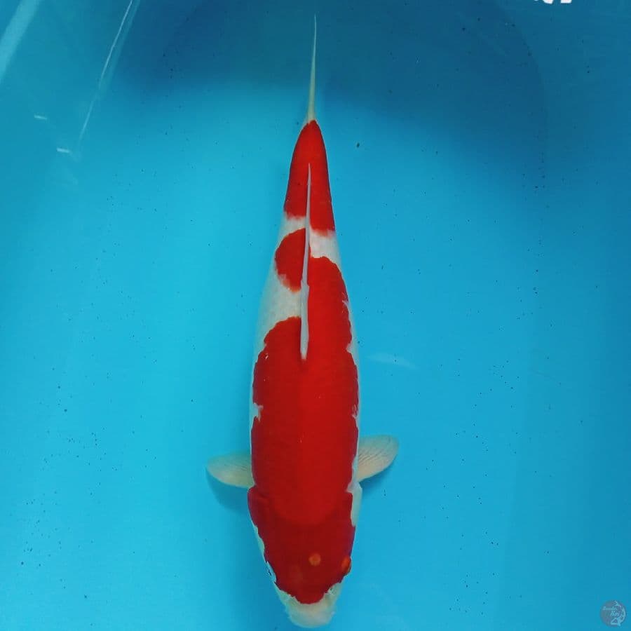KOHAKU HQ MERAH STRONG