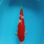 KOHAKU HQ MERAH STRONG