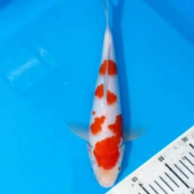 Kohaku 35cm