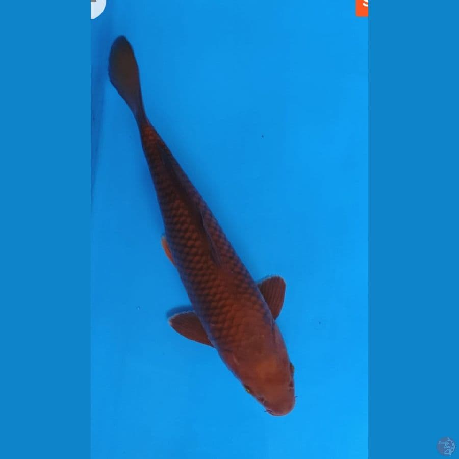 Chagoi Tembaga jantan 38Cm ring rapi