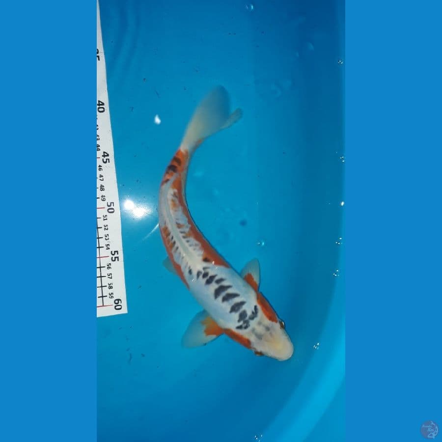 Hana Shushui /33cm/Jantan