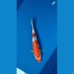 kohaku 31cm merah josss