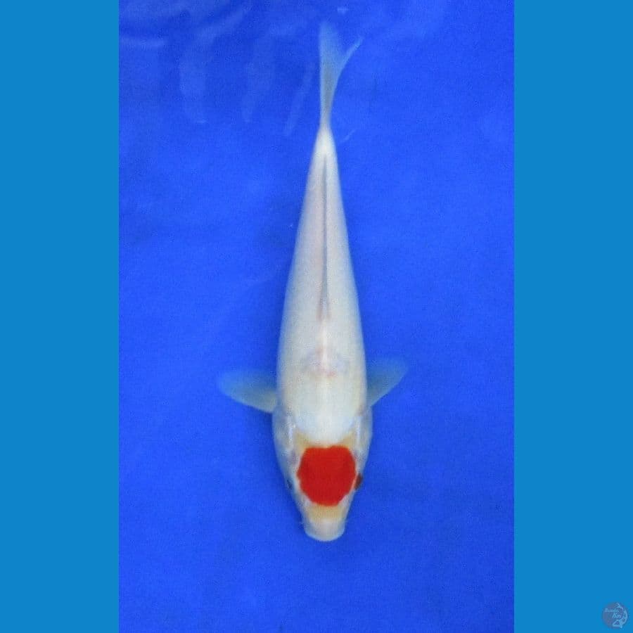tancho ±24cm