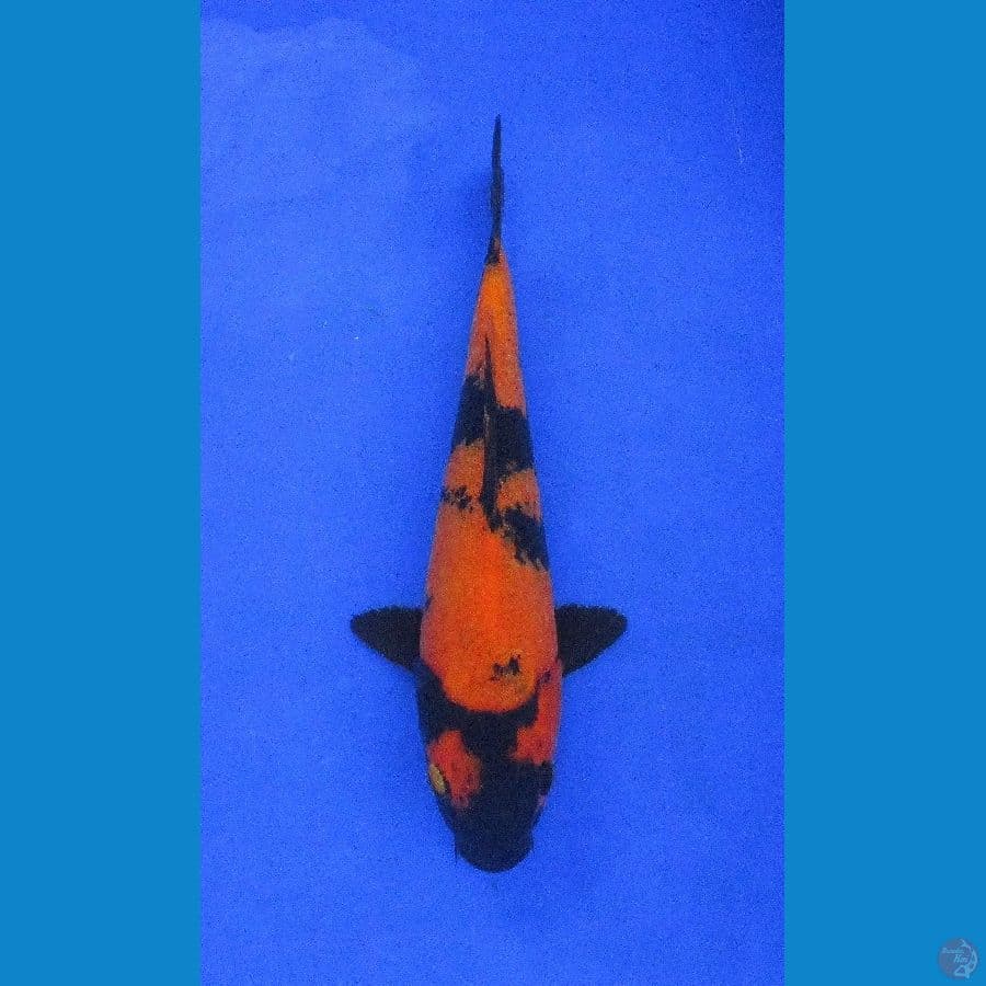 utsuri ±25cm