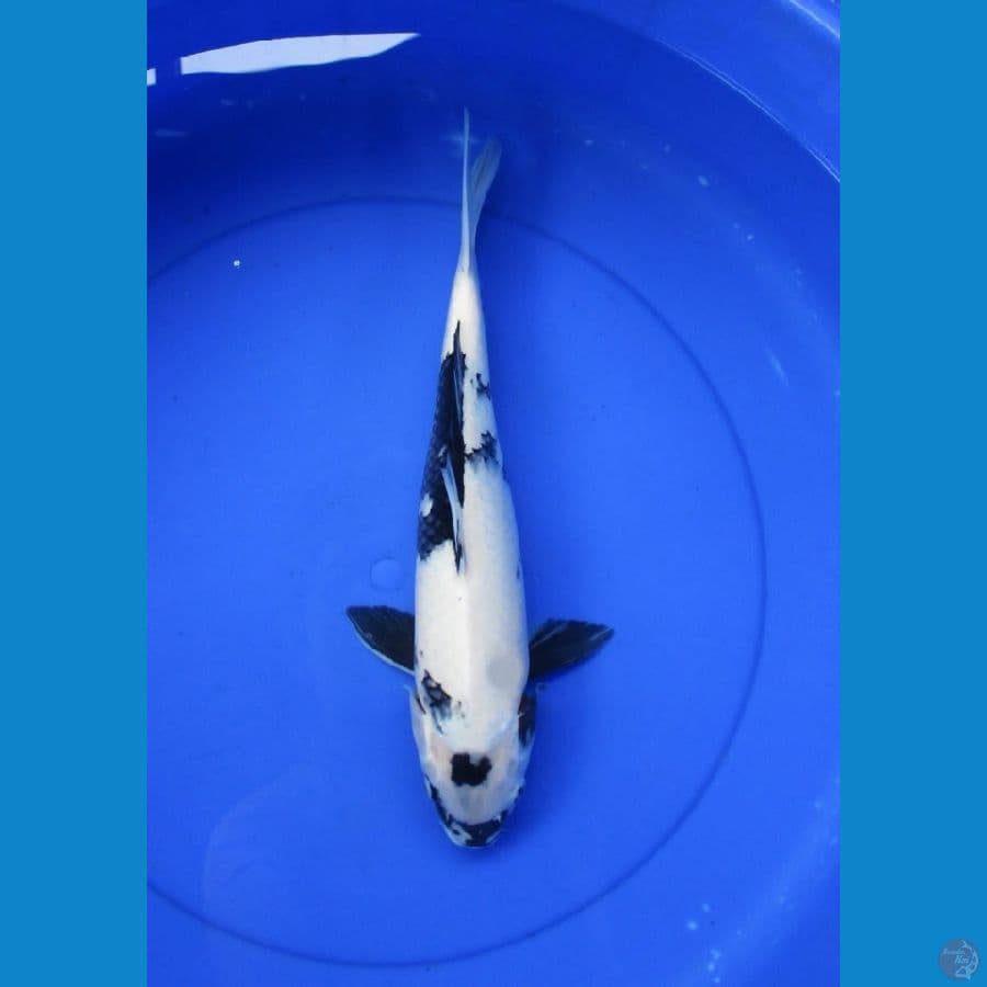 shiro ±38cm