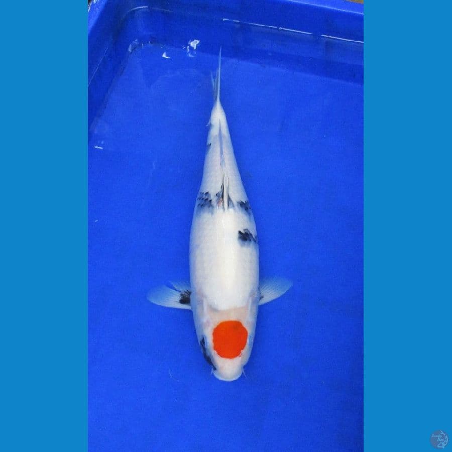 tancho showa ±40cm