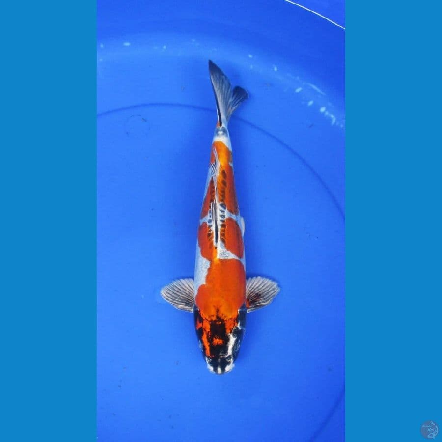 golden kiko ±32cm