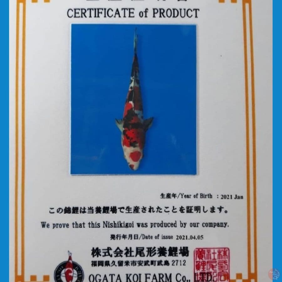 SHOWA DOITSU OGATA FARM