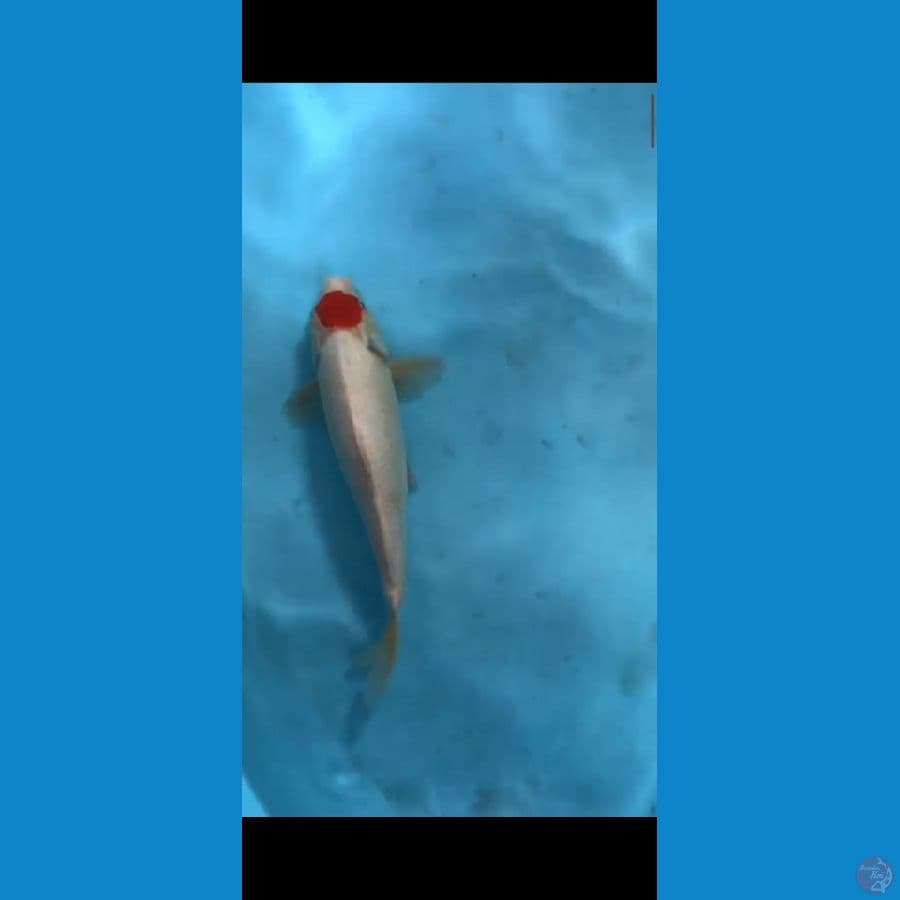 Tancho 30 cm