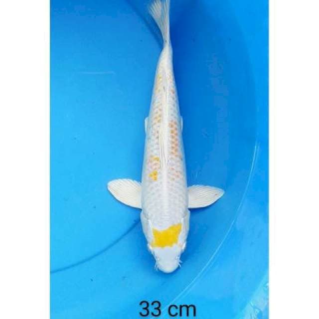 Hariwake 33 cm