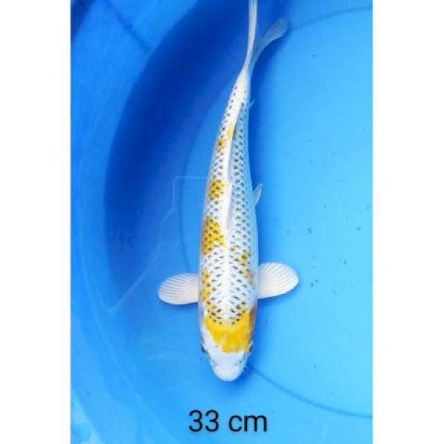 Kujaku 33 cm