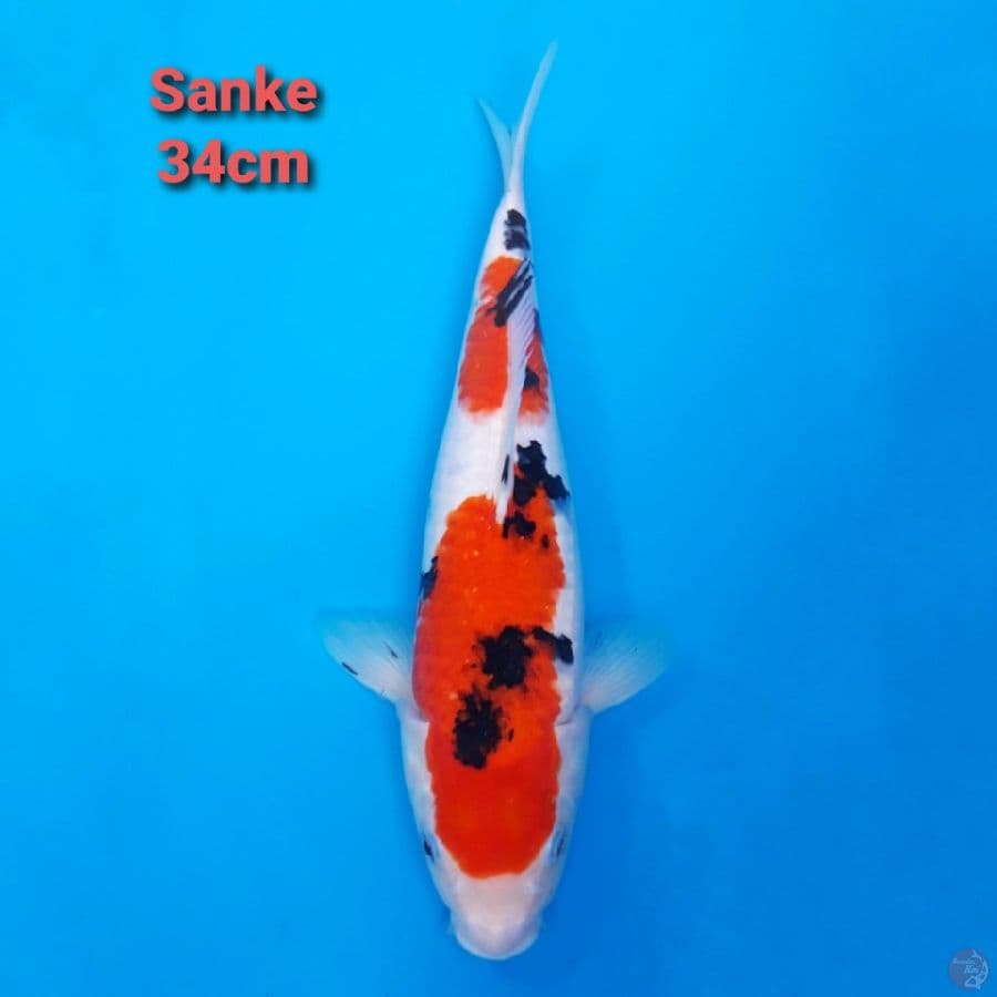 Sanke Nidan 34cm STRONG!!!