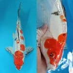 Sanke Doitsu Hikari Berpunuk