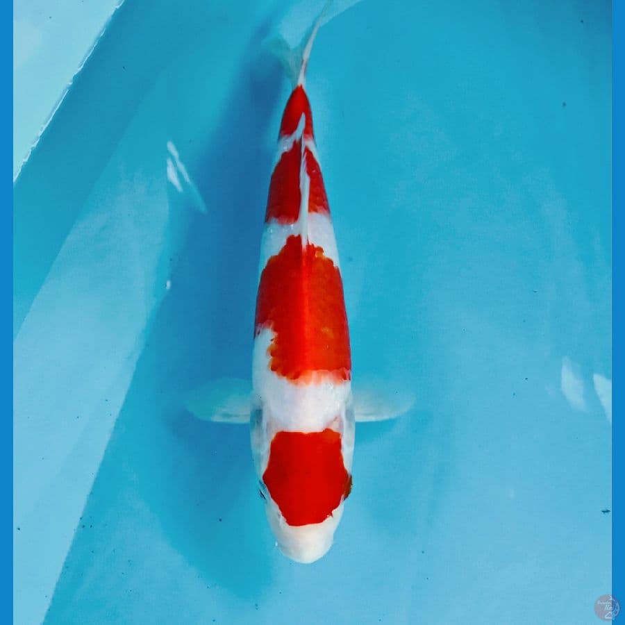 kohaku, 26 cm