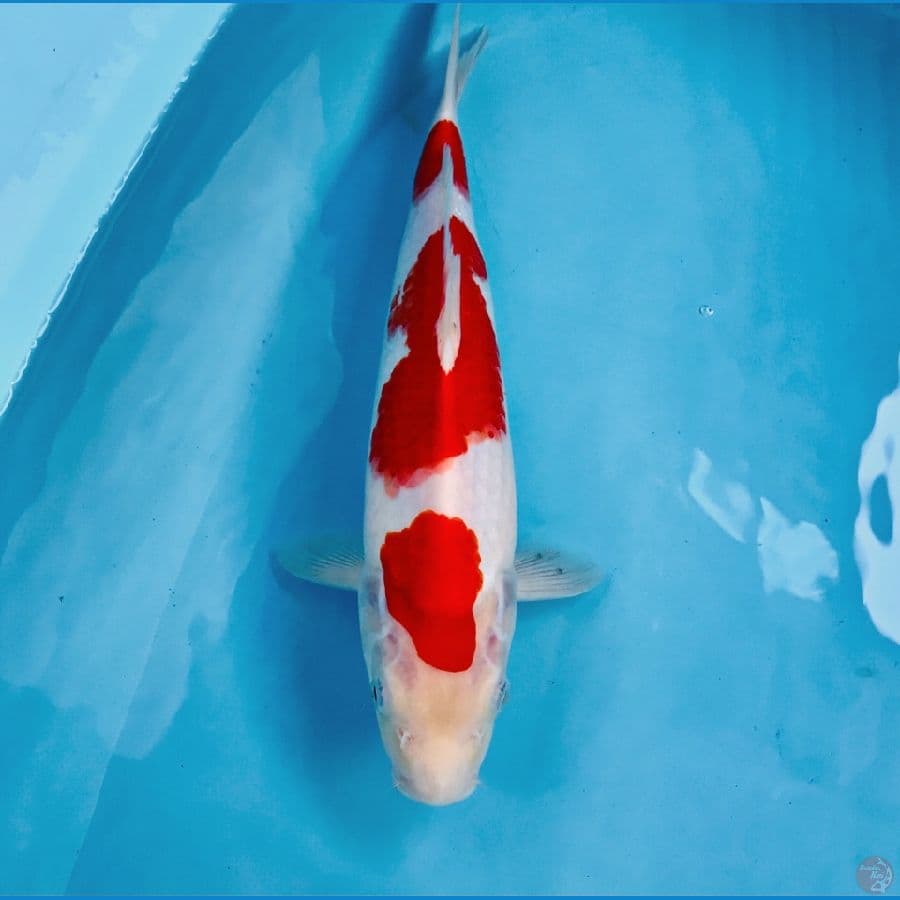 kohaku, 34 cm
