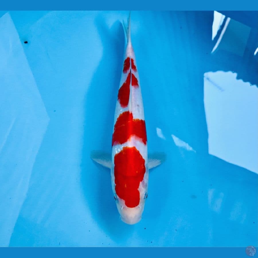 kohaku, 27 cm