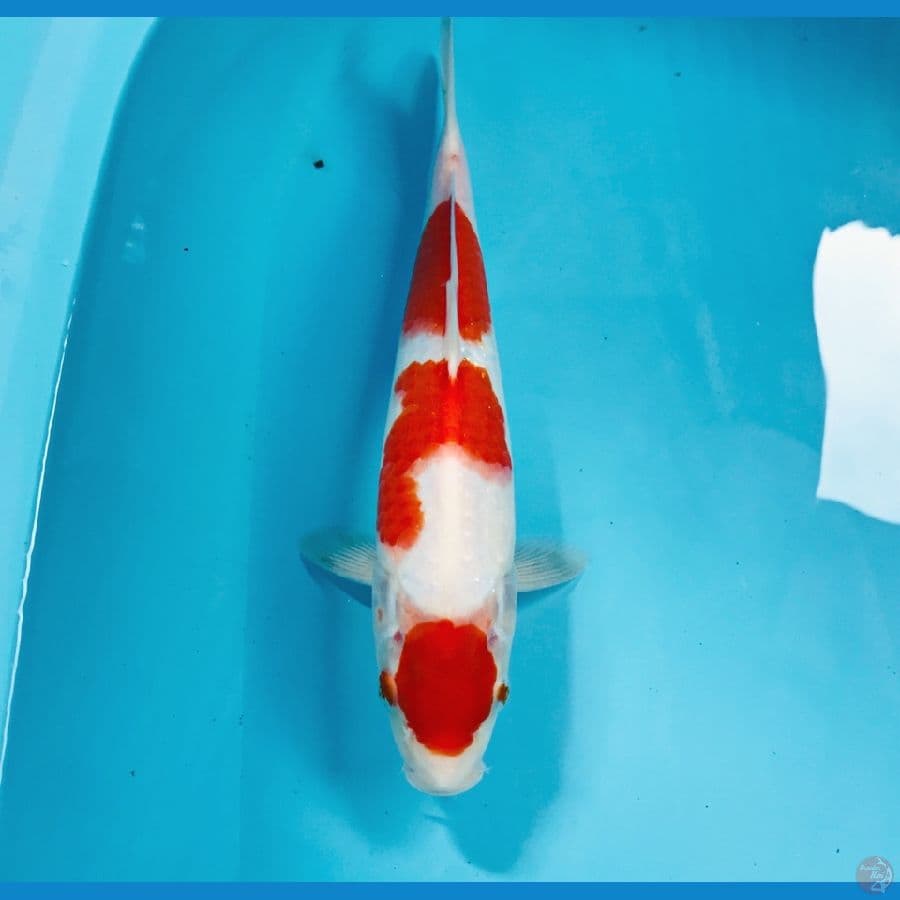 kohaku, 30 cm