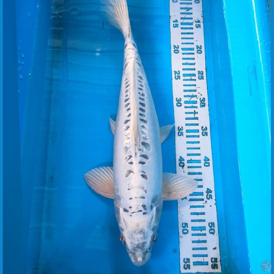 MUKASI DOID 45CM